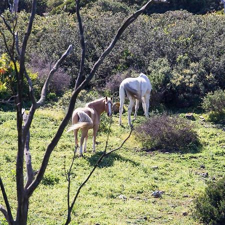 Casita Rural En Centro De Hipica Apartman Tarifa Kültér fotó