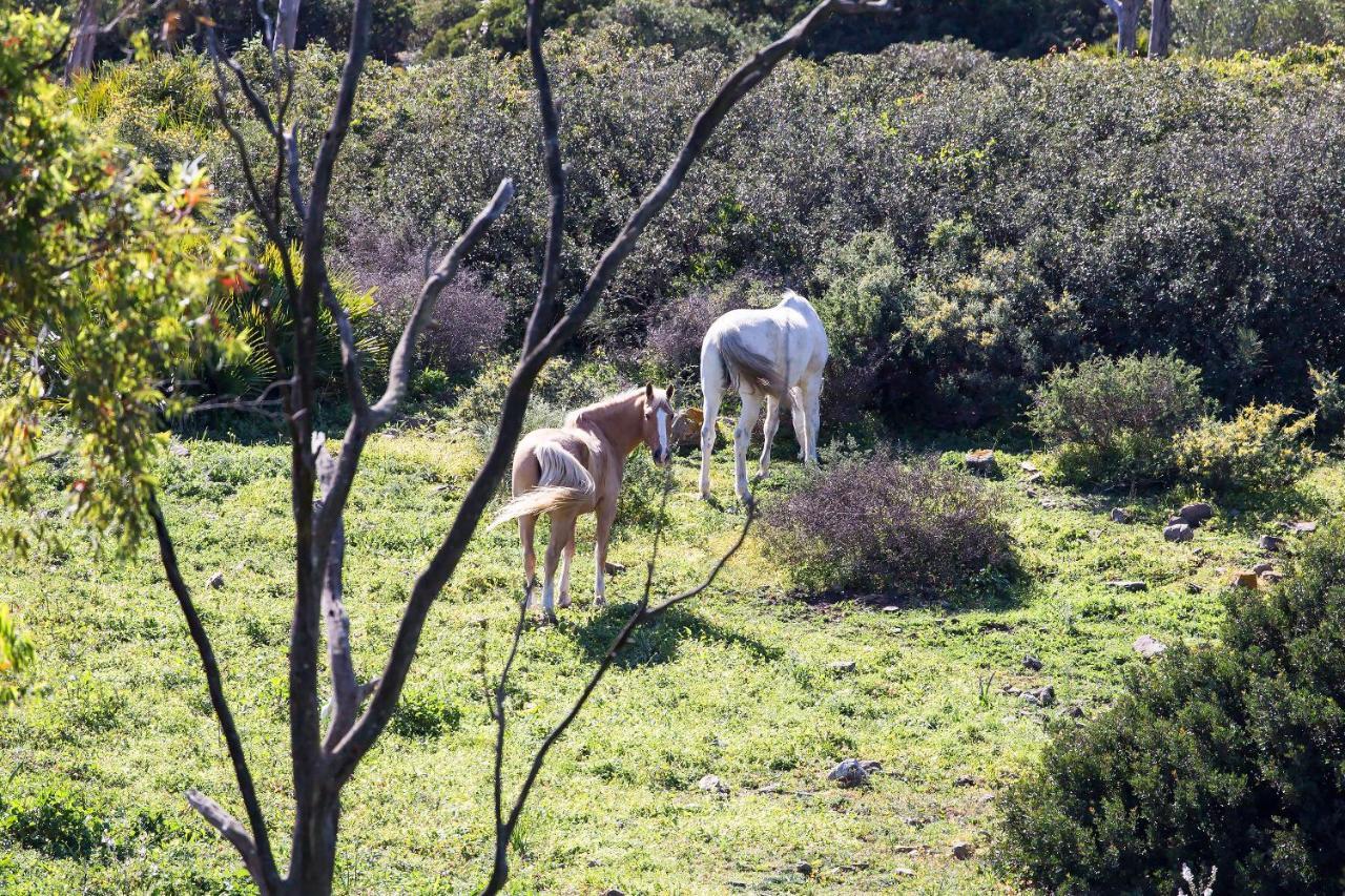 Casita Rural En Centro De Hipica Apartman Tarifa Kültér fotó