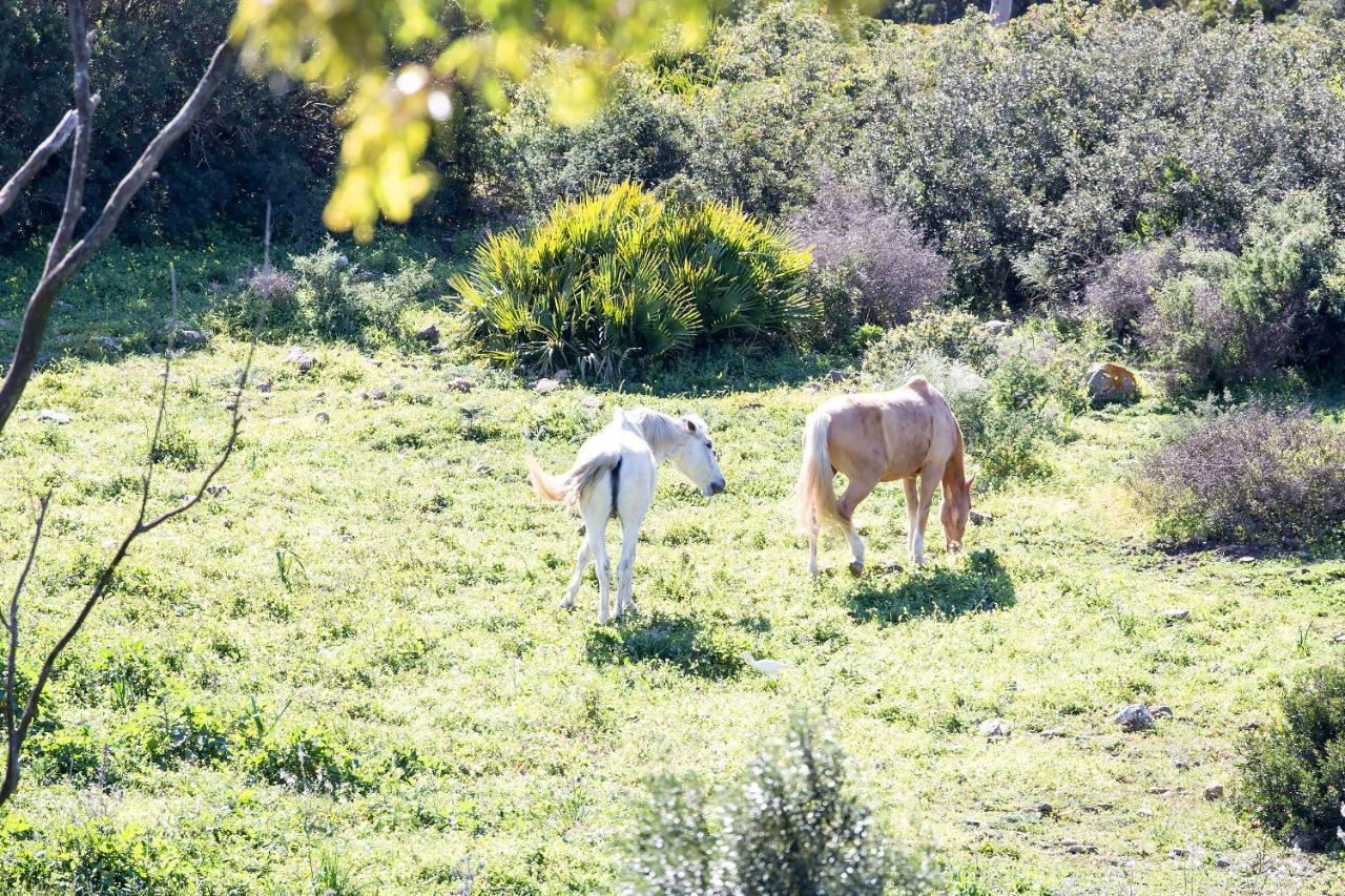Casita Rural En Centro De Hipica Apartman Tarifa Kültér fotó